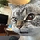 koga_cat